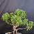 Close view of Imported Tiger Bark Ficus bonsai canopy showing glossy oval green leaves, branching structure, textured Tiger Bark Ficus trunk, and right-side foliage pad.