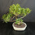 Angled view of Imported Tiger Bark Ficus bonsai showing wide tropical canopy, S-curve trunk movement, exposed root base, right-extending branch, and cream glazed Japanese ceramic pot.