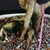 Close-up of Imported Tiger Bark Ficus bonsai trunk base showing textured bark, aerial roots, exposed nebari, coarse bonsai soil, and pink identification tag.