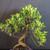Close view of Imported Tiger Bark Ficus bonsai canopy showing speckled tiger bark, curved trunk line, branching structure, and healthy green foliage pads.