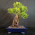 Imported specimen Tiger Bark Ficus bonsai in blue Yixing pot with large banyan-style trunk, dramatic aerial roots, exposed nebari, and full green canopy.