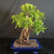 Angled front view of Imported Tiger Bark Ficus bonsai showing mature trunk movement, long aerial roots, dense glossy foliage, exposed root base, and blue Yixing pot.