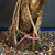 Close-up of Imported Tiger Bark Ficus bonsai trunk base showing speckled bark, descending aerial roots, exposed nebari, coarse bonsai soil, and pink identification tag.