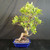 Imported Tiger Bark Ficus bonsai in blue Yixing ceramic pot with thick S-curve trunk, aerial root detail, full green canopy, and branches ready for refinement.