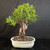 Imported Tiger Bark Ficus bonsai in cream glazed Japanese ceramic pot with banyan-style aerial roots, exposed nebari, textured trunk, and full rounded green canopy.