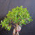Close view of Imported Tiger Bark Ficus bonsai canopy showing dense glossy green leaves, branching structure, visible trunk top, and rounded tropical bonsai silhouette.