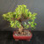 Full front view of Imported Tiger Bark Ficus bonsai showing commanding trunk movement, wide 18 inch canopy spread, exposed root base, and red brick color ceramic pot.