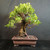 Imported Tiger Bark Ficus bonsai in unglazed Yixing ceramic pot with heavy banyan-style trunk, exposed aerial roots, full green canopy, and broad tropical silhouette.