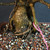 Close-up of Imported Tiger Bark Ficus bonsai trunk base showing heavy banyan-style trunk, speckled bark, aerial roots, exposed nebari, coarse bonsai soil, and pink identification tag.