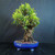 Imported Tiger Bark Ficus bonsai in blue glazed Yixing drum pot with banyan-style aerial roots, mature trunk, full rounded green canopy, and show-quality display presentation.