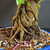 Close-up of Imported Tiger Bark Ficus bonsai trunk base showing dense aerial roots, exposed nebari, mature bark texture, coarse bonsai soil, and pink identification tag.