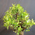 Close view of Imported Tiger Bark Ficus bonsai canopy showing glossy green leaves, rounded tropical silhouette, branch structure for refinement, and mature trunk.