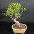 Front angled view of Imported Tiger Bark Ficus bonsai showing curved trunk movement, healthy green foliage, branching for refinement, and warm glazed Japanese pot.