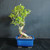 Imported Tiger Bark Ficus bonsai in blue glazed Japanese pot with slim upright trunk movement, compact green canopy, open branching, and curved root base.