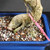 Close-up of Imported Tiger Bark Ficus bonsai trunk base showing curved exposed root, fine aerial roots, speckled bark texture, coarse bonsai soil, and pink identification tag.