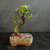 Chinese Elm bonsai TWEB23018 with a thick curved trunk, exposed roots, compact green foliage, and a glazed Yixing ceramic pot