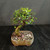 Angled view of Chinese Elm bonsai TWEB23018 showing its sweeping trunk, small green leaves, exposed roots, and glazed pot