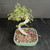 Elevated angled view of the Chinese Elm bonsai showing its curved trunk, visible branch structure, fresh green leaves, coarse soil, and rectangular glazed pot