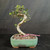 Reverse view of the Chinese Elm bonsai showing the full S-shaped trunk movement, textured light-gray bark, emerging foliage, and soft green Yixing pot
