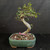 Front view of a compact Chinese Elm bonsai with a pale twisting trunk, open developing canopy, small green leaves, and rectangular green glazed ceramic pot