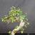 Close-up of the Chinese Elm’s upper trunk and open canopy showing textured bark, twisting movement, established twiggy branches, and new serrated leaves