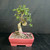 Full front view of a Chinese Elm bonsai with a thick pale trunk, unusual central loop, exposed surface roots, developing green canopy, and coral glazed rectangular pot