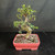 Reverse view of the Chinese Elm bonsai revealing the back of its thick twisting trunk, open branch structure, clusters of fresh foliage, and coral ceramic pot