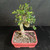 Angled view of the Chinese Elm bonsai showing its heavy root base, textured upright trunk, dramatic looping section, small serrated leaves, and colorful Yixing pot