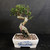 Full front view of a show-stopping Chinese Elm bonsai with a thick double-twist trunk, rugged exposed roots, leafy green canopy, and white painted ceramic pot