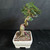 Reverse view of the Chinese Elm bonsai showing the sculptural double-twist trunk, broad root base, rounded green canopy, and white glazed rectangular pot