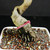 Detailed close-up of the Chinese Elm’s lower trunk twist showing the deep natural opening, textured pale bark, dark surface roots, and coarse bonsai soil