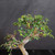 Close-up of the Chinese Elm’s layered canopy showing the elegant upper trunk, lower side branch, fine twigging, and clusters of small glossy green leaves