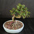 Angled view of the Chinese Elm bonsai showing its rounded leafy canopy, horizontal trunk movement, arched surface roots, and wide glazed Yixing ceramic pot