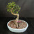 Reverse view of the Chinese Elm bonsai highlighting the upright trunk line, dramatic exposed root flare, fine branches, fresh foliage, and shallow oval pot