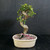 Full front view of a tall Chinese Elm bonsai with a dramatic corkscrew trunk, compact leafy canopy, visible surface roots, and cream oval Japanese ceramic pot