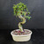 Reverse view of the Chinese Elm bonsai highlighting the trunk’s repeated curves, textured bark and knots, fresh green leaves, and understated oval ceramic pot