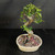 Angled view of the Chinese Elm bonsai showing its twisting pale trunk, rounded upper canopy, smaller foliage branches, exposed root base, and cream glazed pot