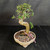 Angled view of the Chinese Elm bonsai showing its deep trunk curve, small foliage branches, exposed root flare, colorful bonsai soil, and shaped Yixing pot