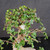 Close-up of the Chinese Elm canopy showing the thick upper trunk, fine branching, small serrated green leaves, and fresh growth developing around the crown