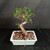 Angled full view of the Chinese Elm bonsai showing the two sharp trunk bends, compact leafy crown, coarse bonsai soil, and celadon rectangular pot