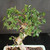 Close-up of the Chinese Elm’s upper trunk and canopy showing bold curves, textured pale bark, fine reddish branches, and glossy serrated green leaves