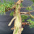Detailed view of the Kishu Shimpaku trunk showing the contrast between pale deadwood, the live vein and reddish bark