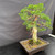Opposite three-quarter view of the Kishu Shimpaku with a broad live vein, aged deadwood and established branch structure
