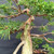 Close-up of the upper trunk, twisting live vein, weathered bark and branching on a mature Kishu Shimpaku juniper