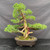 Front view of a 40-year-old Kishu Shimpaku with a tapering trunk, twisting live vein, layered foliage and an oval mica pot