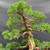Detailed view of the upper Kishu Shimpaku showing trunk movement, wired branches and rounded areas of compact foliage