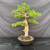 Front view of a 40-year-old Kishu Shimpaku with an upright trunk, layered green branches and a round mica training pot