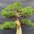 Close-up of the Kishu Shimpaku’s upper trunk showing mature branch junctions, textured bark and compact green foliage