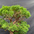 Detailed view of compact green Kishu Shimpaku foliage and the fine branches available for continued crown development