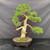 Front view of a 40-year-old Kishu Shimpaku with a tall moving trunk, pale deadwood, open foliage pads and a round mica pot